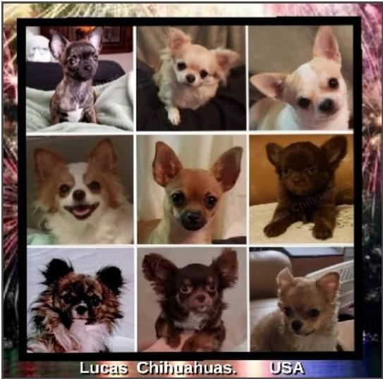 https://www.lucaschihuahuas.com/image/obj470geo281pg1p17.jpg